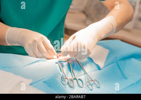 Der Tierarzt führt die Tieroperation auf dem Operationstisch durch Stockfoto