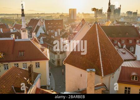 Draufsicht über die Altstadt von Tallinn, Estland. Stockfoto