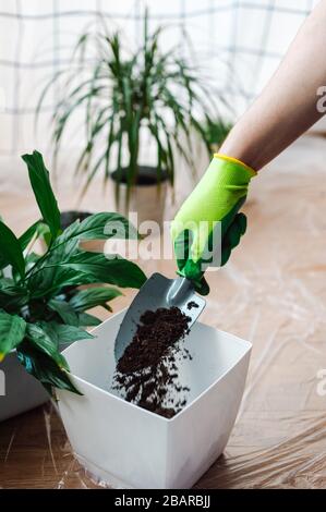 Manngärtner verpflanzen Hauspflanze Spathiphyllum. Erde vorbereiten - gießt die Erde in einen Topf. Gartenkonzept für den Hausbau. Stockfoto