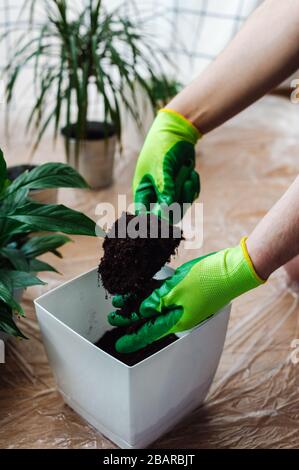 Der Manngärtner verpflanzte die Zimmerpflanze Spathiphyllum und gießt die Erde in einen Topf. Gartenkonzept für den Hausbau. Stockfoto