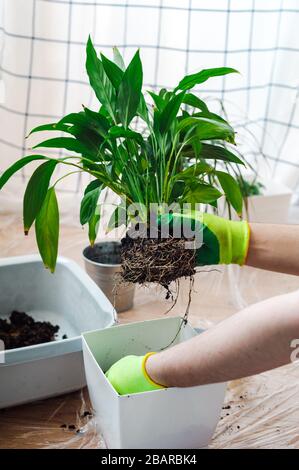 Manngärtner verpflanzen Hauspflanze Spathiphyllum. Gartenkonzept für den Hausbau. Stockfoto