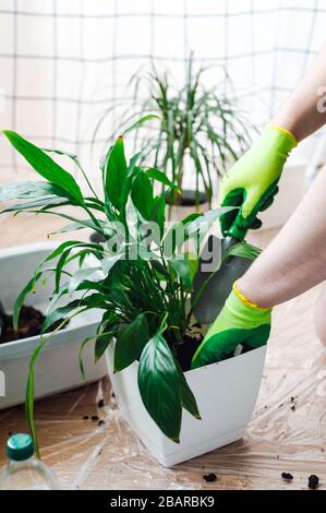 Manngärtner verpflanzen Hauspflanze Spathiphyllum im weißen Blumentopf. Gartenkonzept für den Hausbau. Stockfoto