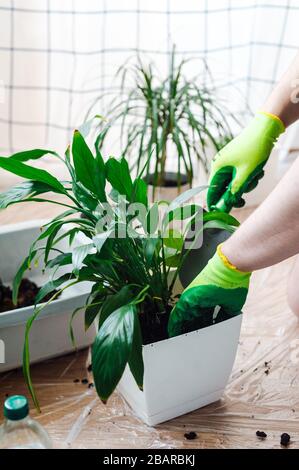 Manngärtner verpflanzen Hauspflanze Spathiphyllum. Gartenkonzept Frühlingsheim. Stockfoto