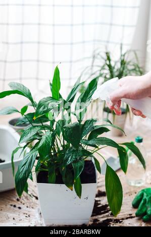 Manngärtner verpflanzen Hauspflanze Spathiphyllum. Wässernde Blume aus einer Sprühflasche. Gartenkonzept für den Hausbau. Stockfoto