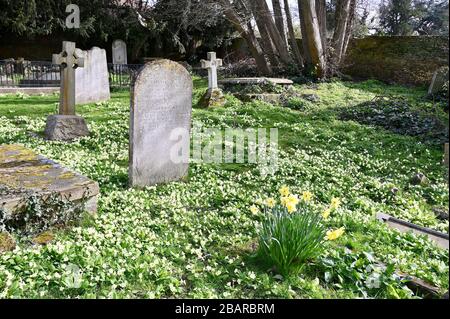 Narzissen und Primeln auf einem Friedhof. Pfarrkirche St James, North Cray, Kent. GROSSBRITANNIEN Stockfoto