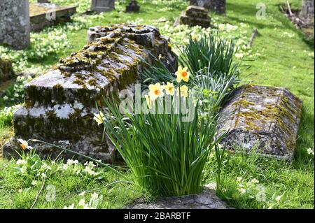 Narzissen und Primeln auf einem Friedhof. Pfarrkirche St James, North Cray, Kent. GROSSBRITANNIEN Stockfoto