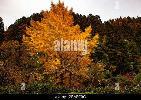 Ginkgo-Baum im Herbst. Ginkgo biloba, im Allgemeinen als Ginkgo oder Gingko auch als Maidenhaarbaum bekannt, ist die einzige lebende Art in der Abteilung Stockfoto