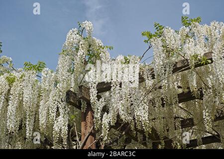 holzrahmen, bedeckt von Wisteria sinensis alba, in voller Blüte, um eine Pergola zu bilden Stockfoto