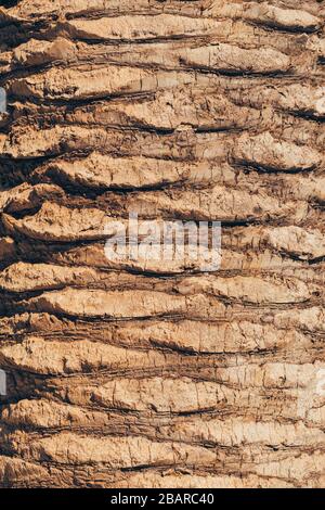 Palm Tree Bark Textur Stockfoto
