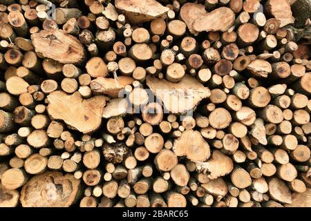 Traufen und Baumzweige und gehäufte Schnittholz Stockfoto