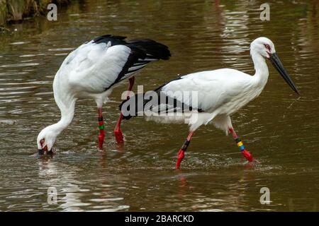 Der Orientalische Weißstorch oder Orientstorch (Ciconia boyciana) ist ein großer, weißer Vogel mit schwarzen Flügelfedern in der Storchenfamilie Ciconiiden. Photographe Stockfoto