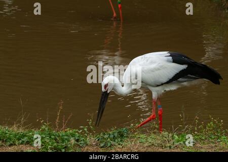 Der Orientalische Weißstorch oder Orientstorch (Ciconia boyciana) ist ein großer, weißer Vogel mit schwarzen Flügelfedern in der Storchenfamilie Ciconiiden. Photographe Stockfoto
