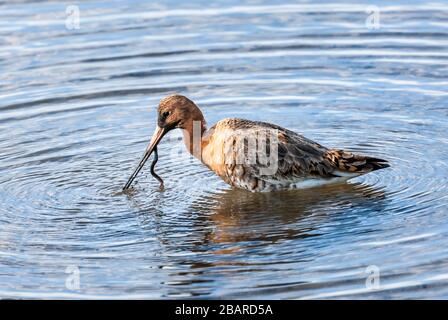 Carrigaline, Cork, Irland. März 2020. Ein Black-Tailed Godwit wehte in einem Teich im Stadtpark in Carrigaline, Co. Cork, Irland. - Credit; David Creedon / Alamy Live News Stockfoto