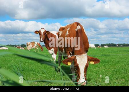 Niederländische Kühe auf der Wiese während des Frühlings in den Niederlanden bei Noordoostpolder Flevoland, schwarze und weiße Kühe im Gras Stockfoto