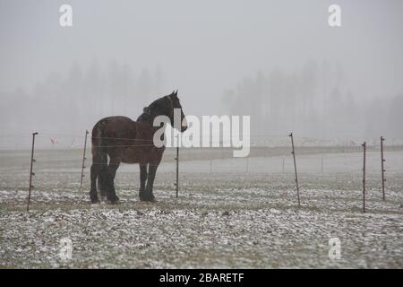 Hasselfelde, Deutschland. März 2020. Ein Pferd steht auf einem verschneiten Fahrerlager in Hasselfelde. Das sonnige Wetter der vergangenen Tage wurde durch kühlere Temperaturen und Schneefall ersetzt. Im Oberharz hat sich eine geschlossene Schneedecke gebildet. Kredit: Matthias Bein / dpa-Zentralbild / ZB / dpa / Alamy Live News Stockfoto