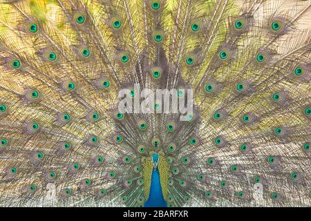 Indischer Pfau im Vollformat, Jim Corbett National Park, Uttarakhand, Indien Stockfoto