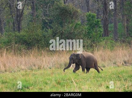 Ein Elefantenkalb, das das grüne Grasland des Jim Corbett National Park, Uttarakhand, Indien durchquert Stockfoto