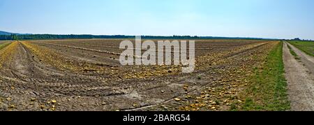 Muntere steirische Ölkürbisse und Schälchen liegen in Reihen auf einem Feld Stockfoto