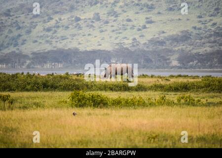 Ein Nashorn, das um den See grast. Stockfoto