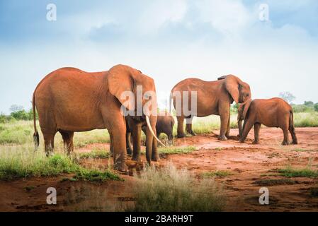 Haufen afrikanischer roter Elefanten in der Savanne, Reise Afrika Kenia Safari-Touren in Tansania, Elefantenfamilie in freier Wildbahn in Uganda Tsavo East, Ambosel Stockfoto