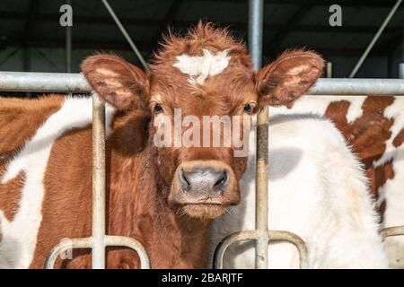 Süßes rot-weißes Kalb durchzieht in einem stabilen Stall die Stangen der Barriere. Stockfoto