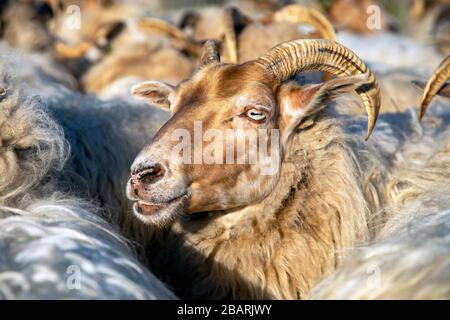 Nahaufnahme des Kopfes eines Schafs der Drent Heath mit Hörnern, inmitten einer Schafherde. Drents heideschaap. Stockfoto