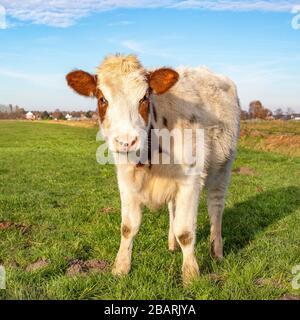 Kuh steht aufrecht in einer grünen Wiese, voll im Fokus breiter Hintergrund, allein Stockfoto