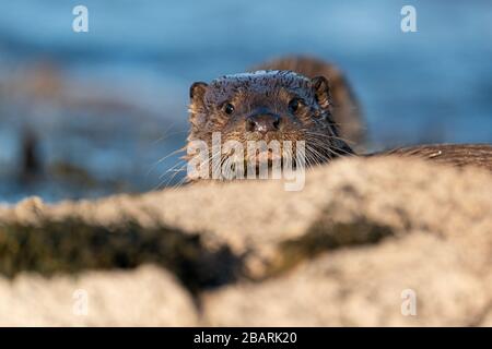 Portrait Nahaufnahme der europäischen Otter Cub oder Kit (Lutra Lutra), die über einen Felsen schält Stockfoto