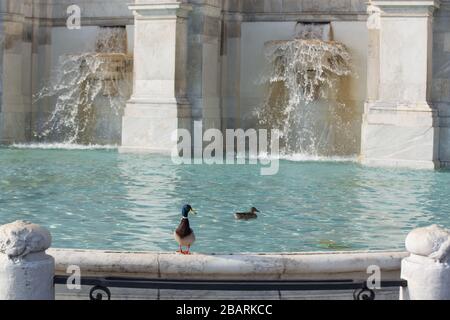 Rom, Italien. März 2020. Während der Quarantäne für die Covid-19-Pandemie heute Morgen, Sonntag, 29. März 2020, erschienen zwei Enten im Tank der berühmten Fontana dell'Acqua Paola (Foto von Matteo Nardone/Pacific Press) Credit: Pacific Press Agency/Alamy Live News Stockfoto