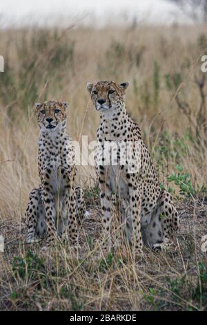 Zwei alarmieren Geparden (Acinonyx jubatus) auf der Suche. Fotografiert in Kenia Stockfoto