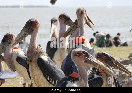 Marabou stürmt, (Leptoptilos crumeniferus), wade im Wasser. Dieser große Storch findet sich in Afrika südlich der Sahara. Es ist auf das Scavenging, die Konkurrenz spezialisiert Stockfoto