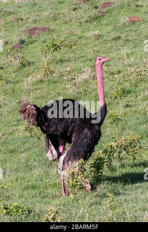 Nahaufnahme der Körperansicht eines einzelnen Straußes (Struthio camelus). Fotografiert im Serengeti-Nationalpark, Tansania im Januar Stockfoto