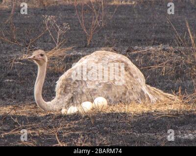 Strauß nisten (Struthio Camelus) auf Boden. Im Vordergrund sehen die Eiern. Fotografiert in Tansania Stockfoto