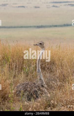 Strauß nisten (Struthio Camelus) auf Boden. Im Vordergrund sehen die Eiern. Fotografiert in Tansania Stockfoto