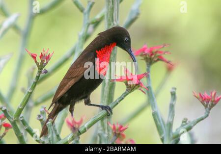 Afrika, Tansania, Lake Manyara Nationalpark, Nahaufnahme von Scarlet-chested Sunbird (Nectarinia Senegalensis) ernähren sich von Nektar Stockfoto