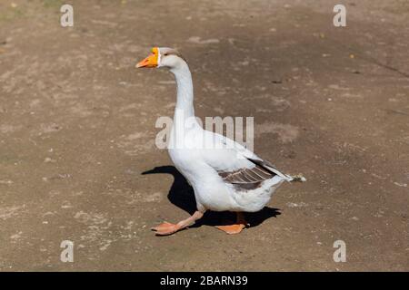 Weiße chinesische Gans, die auf dem Hof spazieren geht Stockfoto