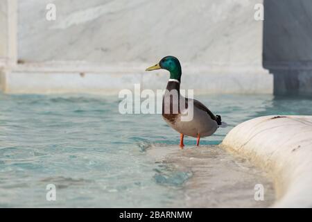 Rom, Italien. März 2020. Während der Quarantäne für die Covid-19-Pandemie heute Morgen, Sonntag, 29. März 2020, erschienen zwei Enten im Tank der berühmten Fontana dell'Acqua Paola (Foto von Matteo Nardone/Pacific Press/Sipa USA) Credit: SIPA USA/Alamy Live News Stockfoto