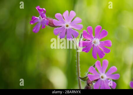 Rote Campionblüten (Silene dioica) in wilder Natur beim Frühling mit verschwommenem Hintergrund Stockfoto