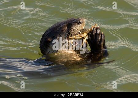 Flussotter (Lontra canadensis), die Krabbe isst, das nationale Tierschutzgebiet der Humboldt Bay, Kalifornien Stockfoto