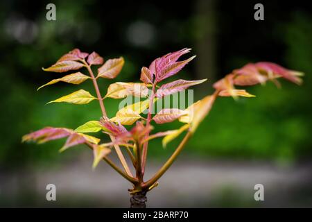 Toona sinensis 'Flamingo'-Baum - chinesische Mahagoni- oder chinesische Zeder, Familie: Meliaceae, Makroschuss Stockfoto