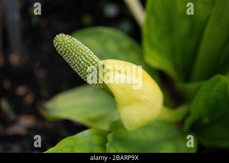 Lysichiton americanus westlicher Skunk-Kohl, Familie: Araceen, Region: Nordamerika Stockfoto