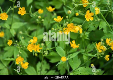 Ranunculus lanuginosus, Woolly Buttercup blühende Blumen, Familie: Familie: Ranunculaceen Stockfoto