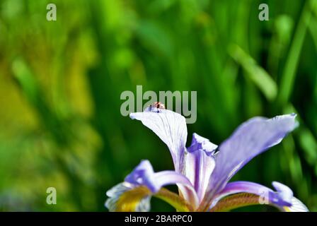 Ladybug an einer lila und gelben Irisblume und Knospe in meinem Garten Stockfoto