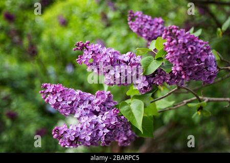 Syringa vulgaris häufig lila blühende Blumen im Frühling, Familie: Oliven, Oleaceae Stockfoto