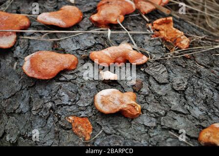 Orangefarbener Halterpilz, der auf einem umgestürzten Baum im Wald wächst Stockfoto