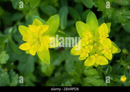 Kissen spucken Euphorbia epithymoides (E. polychroma) gelbe Blumen, Familie: Euphorbiaceae Stockfoto