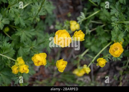 Trollius europaeus Europäischen Globeflower oder Globe Blume, mehrjährige Pflanze, Familie: Ranunculaceae Stockfoto