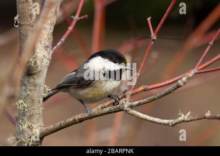 Chickadee mit schwarzer Kappe (Poecile atricapillus), Humboldt Bay National Wildlife Refuge, Kalifornien Stockfoto