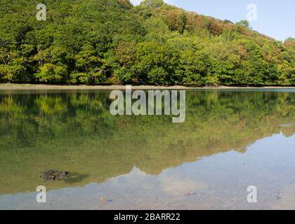 Bäume entlang des West Looe River, Looe, Cornwall, Großbritannien Stockfoto