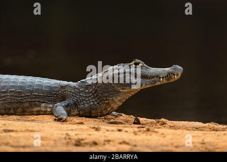 Ein Pantanal Caiman (Caiman Yacare) Porträt Stockfoto